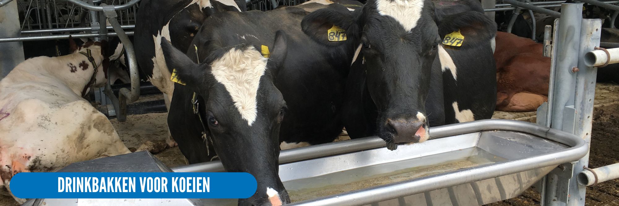 suevia drinkbakken voor koeien